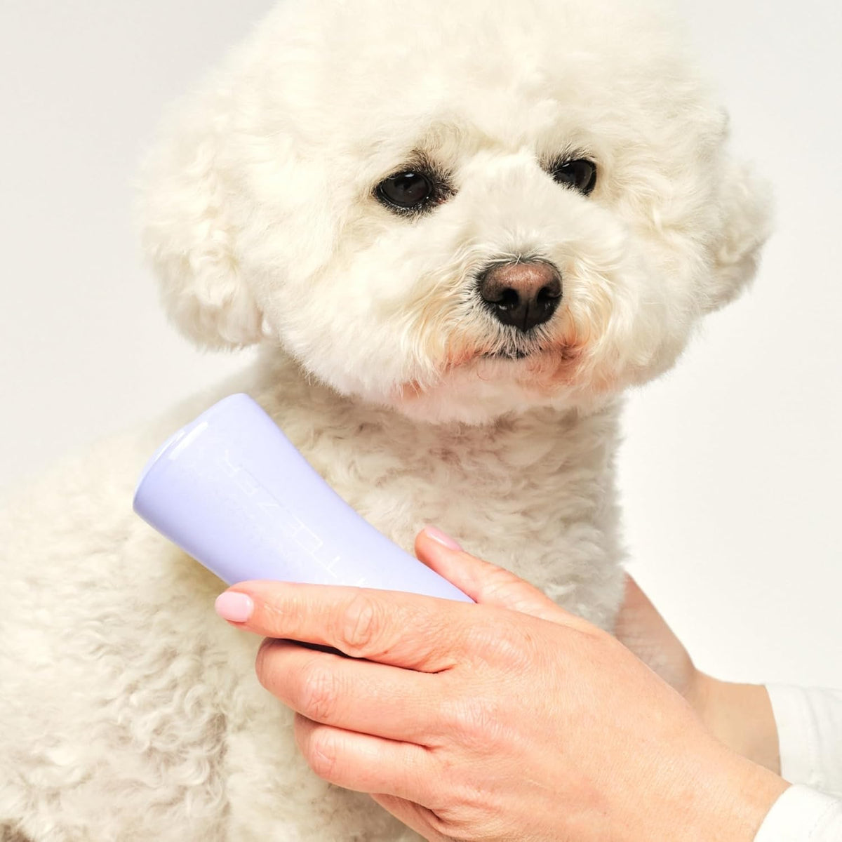 Pet Teezer Detangling Dog Brush for Light Shedding, Small, Lilac & Yellow
